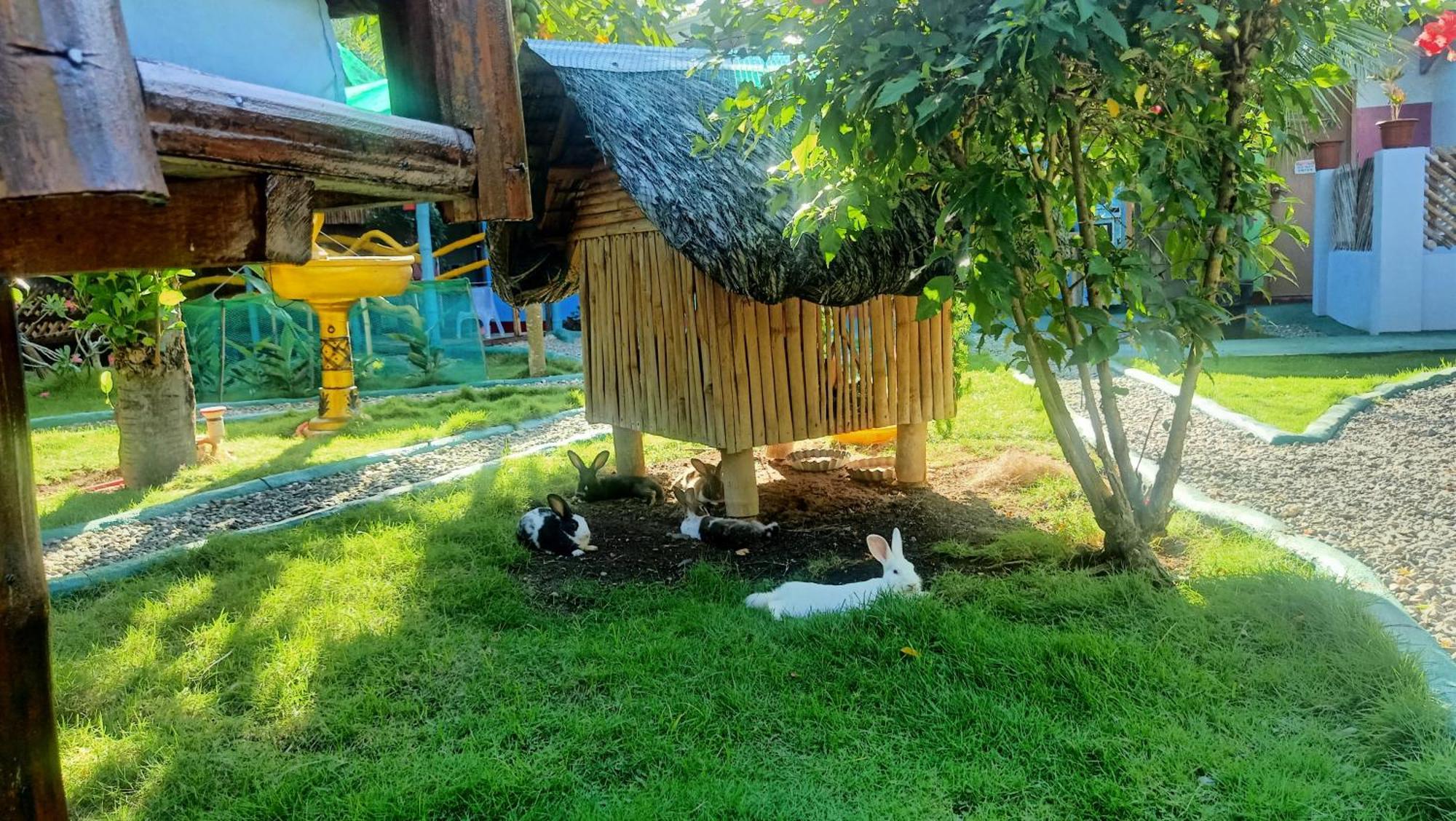 Moalboal Bamboo House / Rooms Pokoj fotografie